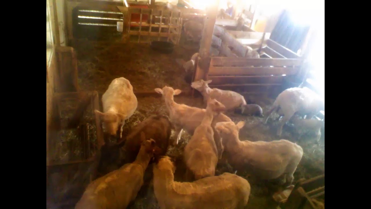 NCS Lamb Cam 2018