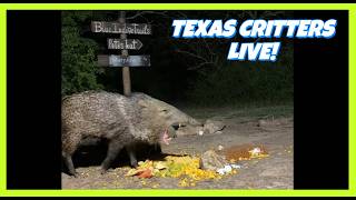 BlueIndigoTrails TEXAS NIGHT CRITTER CRUNCH LIVE 79F 🐽 Blueindigotrails Texas Night Critters Live 85f