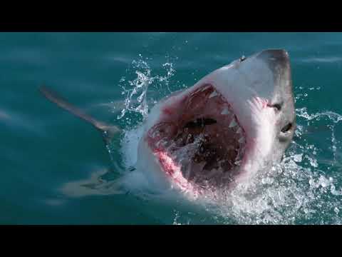 RISE OF THE GREAT WHITE SHARK - ANDY BRANDY CASAGRANDE IV - ABC4EXPLORE