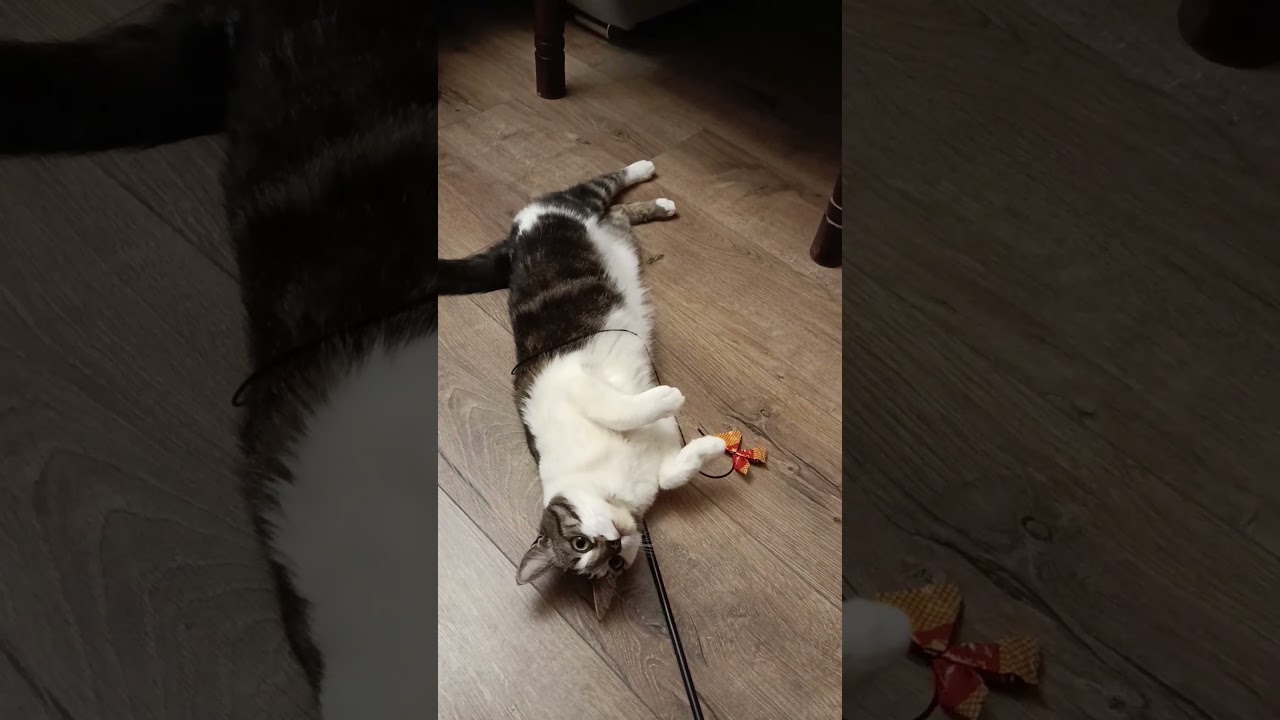 Катрина не хочет играть! 🥺Но любит ласку :)