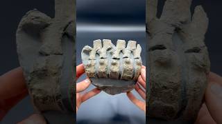 Here’s a stunning example of an Ichthyosaur Vertebrae fossil specimen