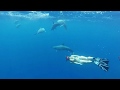 Догоняя дельфинов... Дайвинг. Catching up with dolphins... scuba diving.