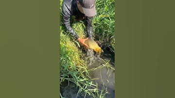 Cá Lớn - mò cá Chép Khủng ẩn trong cỏ 😱 #khacthuyvlogg