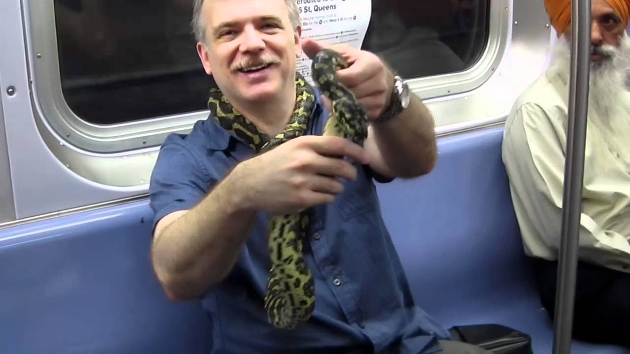 Attack of the giant Python - NY subway!