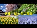 2017 美しい桜と花の風景(4K) Beautiful Cherry Blossoms & Flowers(UHD)