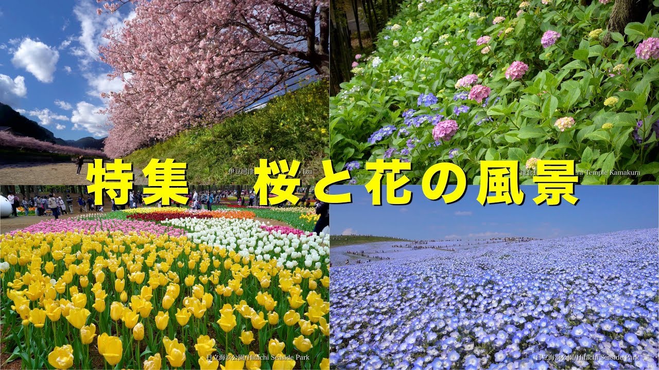 17 美しい桜と花の風景 4k Beautiful Cherry Blossoms Flowers Uhd Youtube