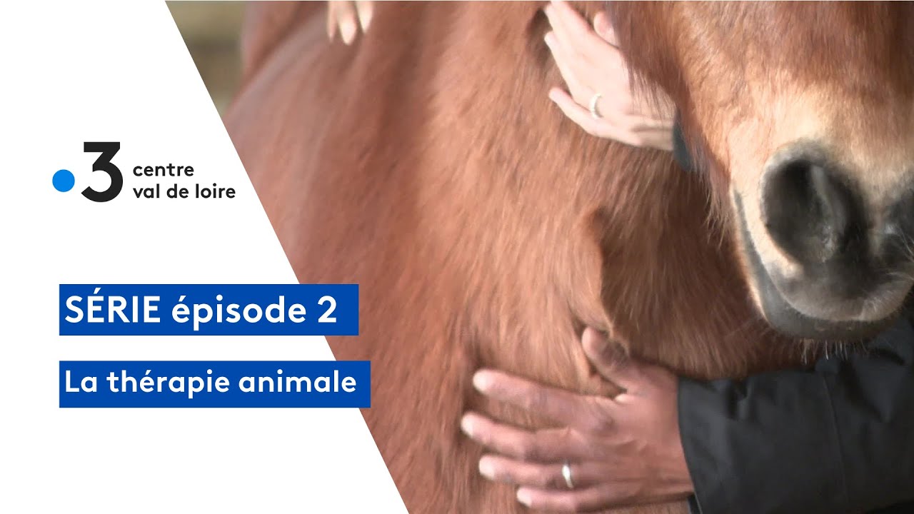 La thérapie animale : les formations