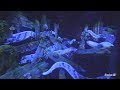 [4K] Tokyo Disney Submarine Ride - 20,000 Leagues Under the Sea Ride - Tokyo DisneySea