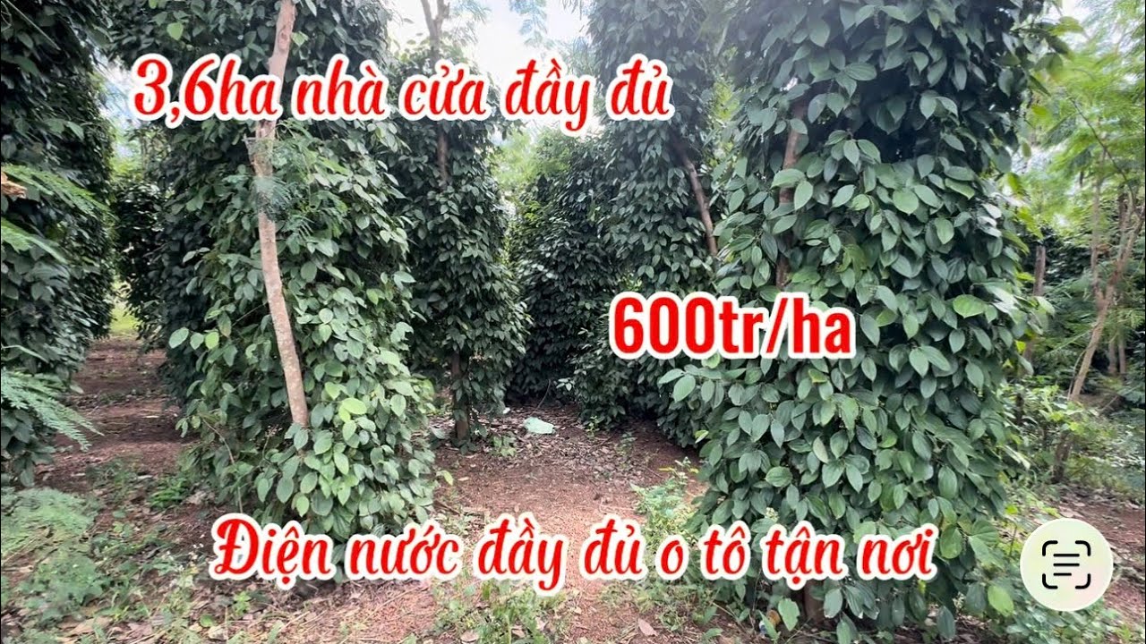 Quá rẻ 3,6ha chỉ 600tr/ha sổ đầy đủ o tô tận nơi