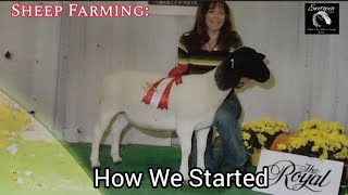 Sheep Farming: How We Started