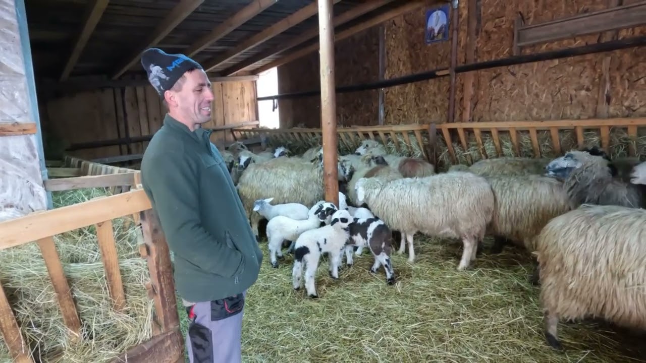 Ferma De Oi a Baciului Petrescut Ioan .Din Oglinzi .Neamt.In 2 Ani Și-a Facut O Turma De Oi