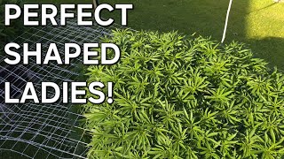 2026 Outdoor Grow: LADIES LOCKED IN! Our Last Major Pre-Flower Training