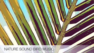 NATURE SOUND BIRD BACKGROUND MUSIC