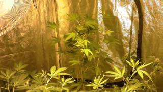 MG420: Week 2 Flower, seedlings, and clones 1080p