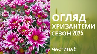 Chrysanthemum multiflora- 2025. Overview of varieties. Part 2