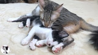 วิธีสอนแมวแก่ที่ไม่รู้จักพ่อแม่ให้รักลูกแมวจรจัดที่ได้รับการช่วยเหลือ