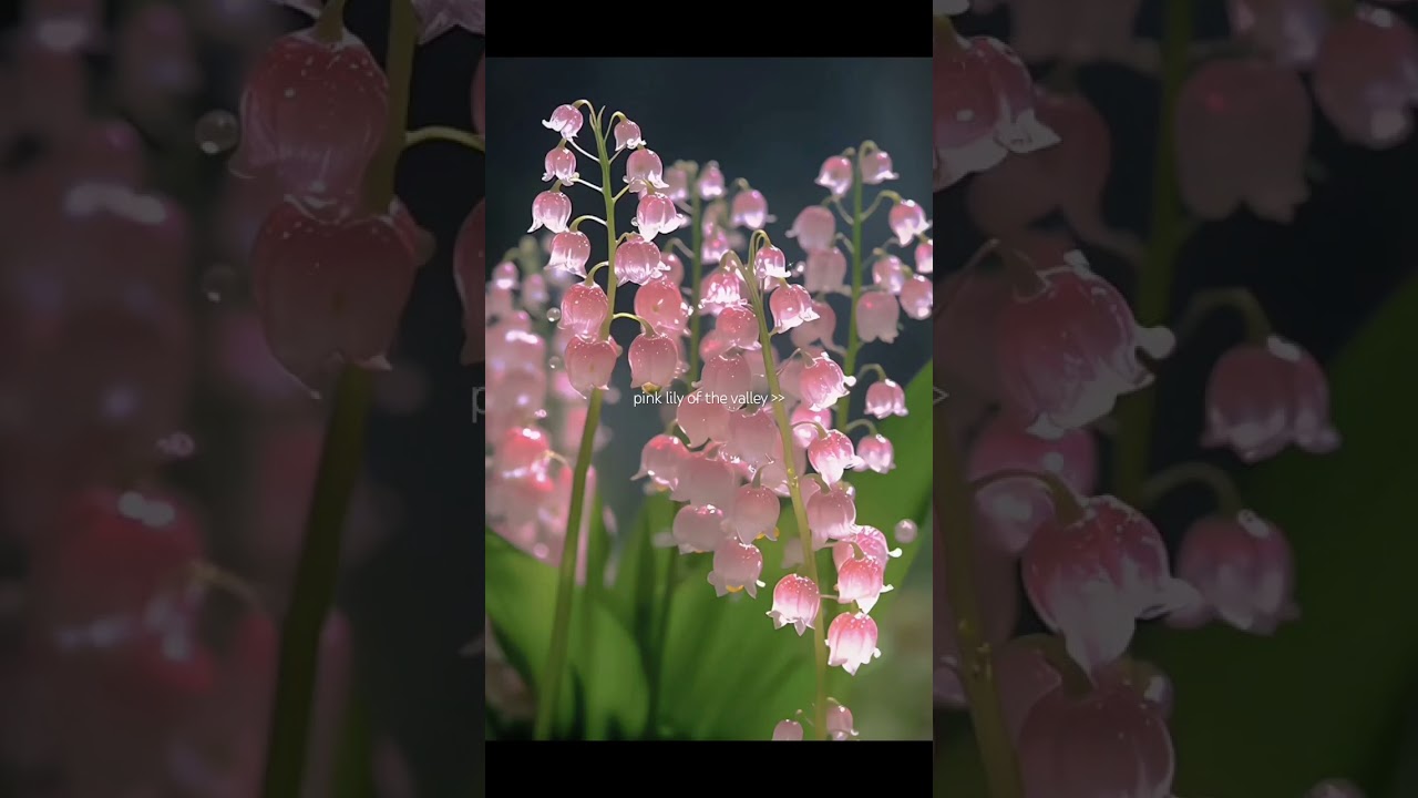 pink lilly of the valley💗 