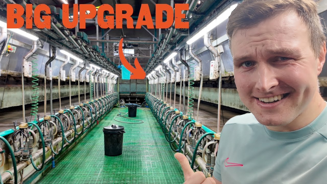 5 лет спустя: обзор доильного зала (что сработало / что не сработало)