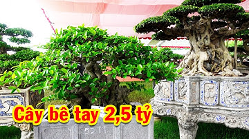 Chọn lọc cây bê tay đẹp nhất, triển lãm cây cảnh, si, sanh nam điền