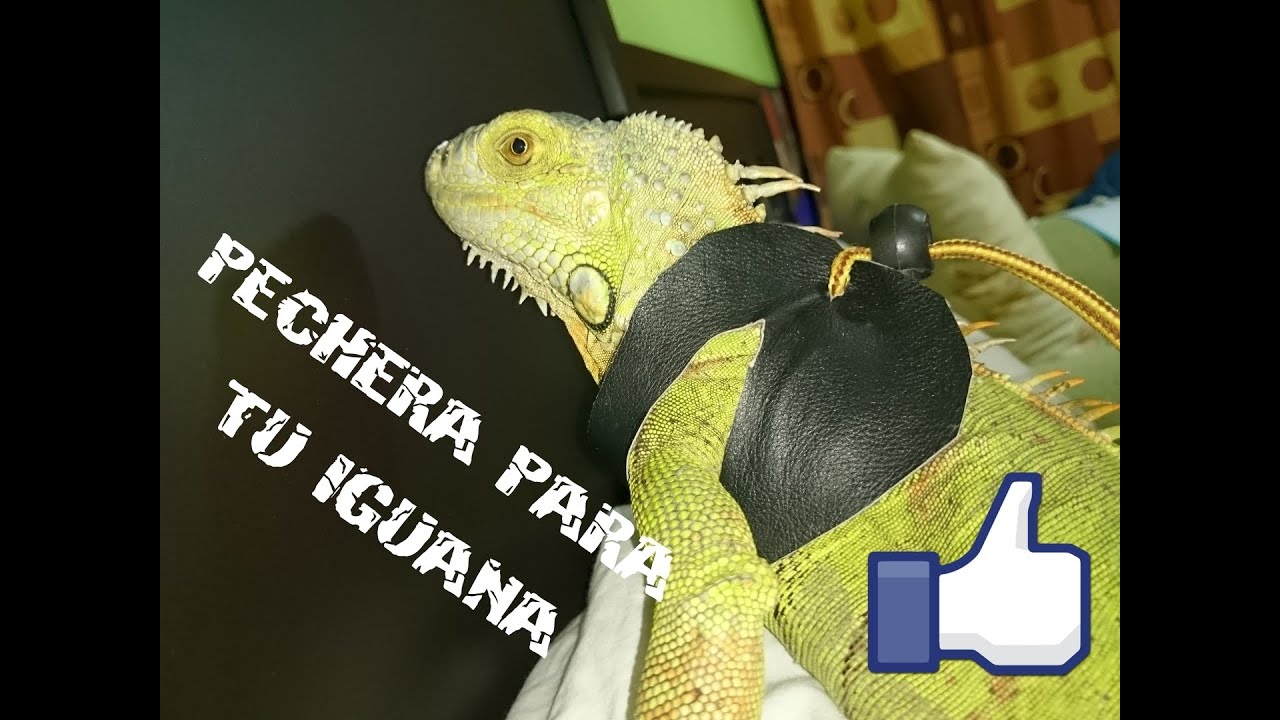 Como Hacer Una Pechera Para Iguana Tutorial Youtube