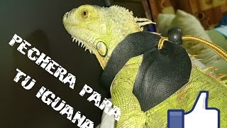 ¿como hacer una pechera para iguana? (Tutorial)