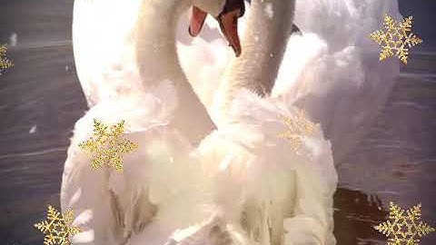 Chúc mừng năm mới Xuân 2019 kỷ hợi chúc cả nhà an khang thịnh vượng tấn lộc tấn tài vạn sự như ý