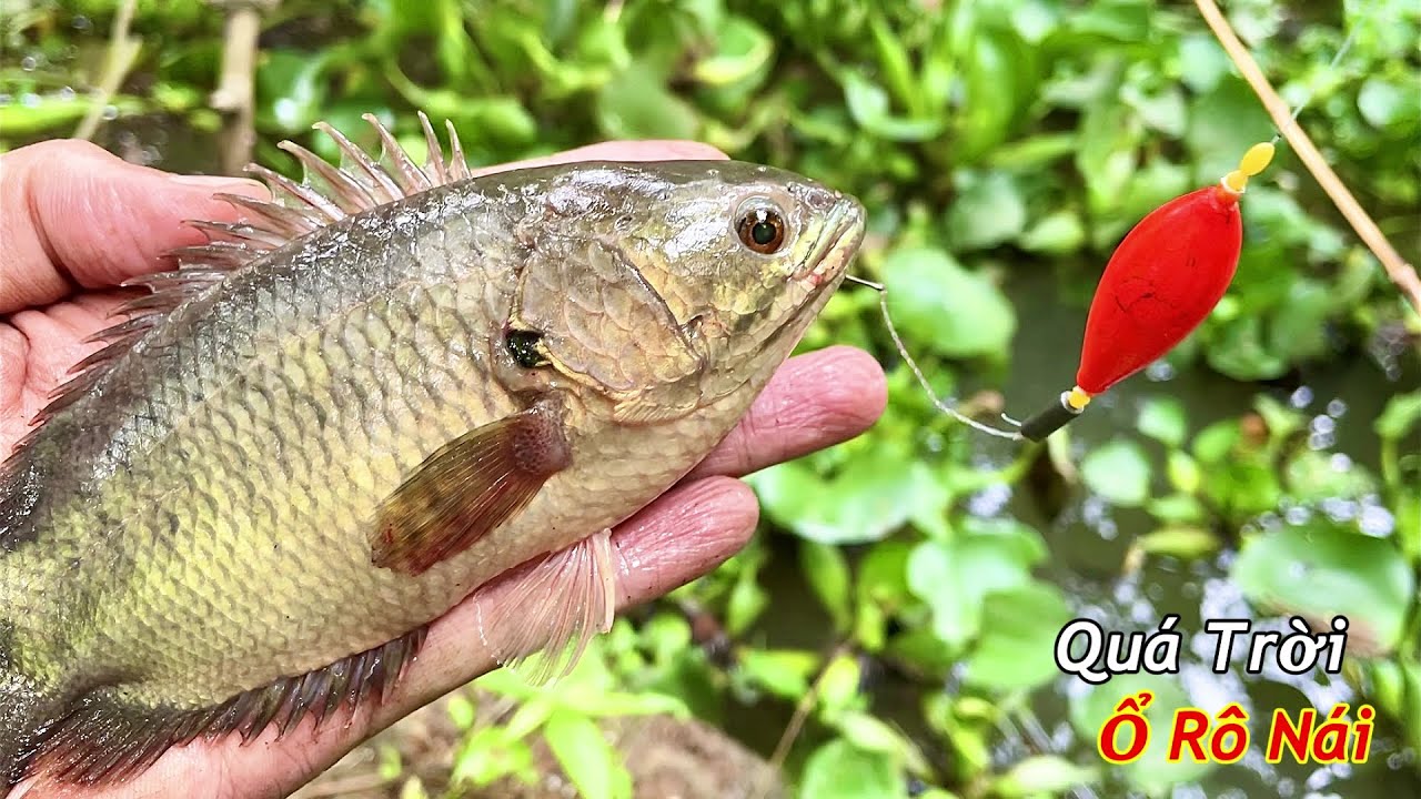 Câu Cá Rô Đồng Quá Trời Mấy Cái Ổ Cá Rô Khủng Bỏ Mồi Xuống Là Mất Phao ...