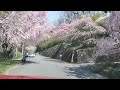 舟木一夫さんとお花見🌸ドライブ🚗18🥰👍歌/舟木一夫 1あじさいは君の面かげ2逢う瀬