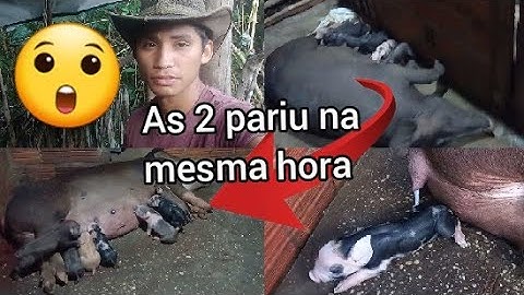 #Como as  duas porcas pariu na mesma hora #como #as #porca #pariu #na #mesma #horas #leitões #nuevo