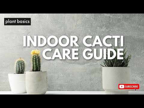 Indoor Cactus Care Guide  - YouTube