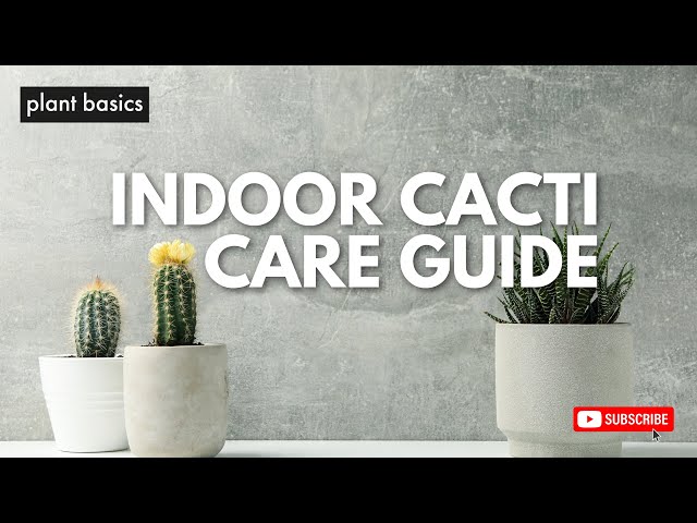 Indoor Cactus Care Guide  - YouTube