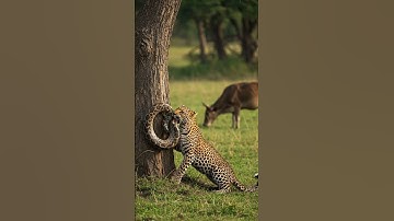 Leopard bite on Python #wildlife #animals #wildanimals #documentary #documentaryphotography