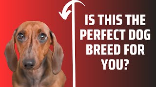 Dachshunds Unleashed: Your Ultimate Guide to the Adorable Sausage Dog Breed !