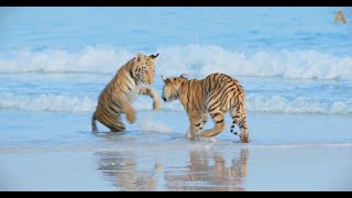 Animalia  The Tiger cubs play by the sea