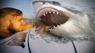 Top 5 Deadliest Sharks You Should Swim Away!