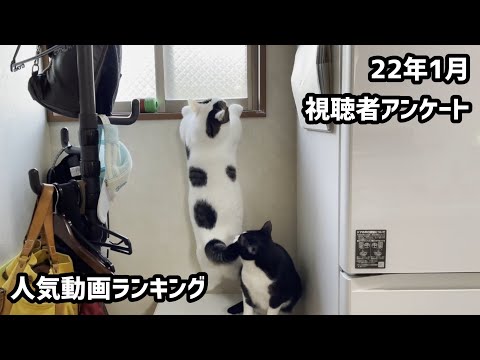 【2022年1月】ひのき猫動画 視聴者アンケート人気ランキング ベスト5