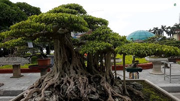 VÂN VŨ QUẦN TÙNG - CÂY ĐƯỢC ĐỔI BẰNG MỘT CHIẾC XE HƠI