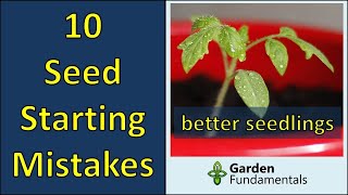 10 Common Seed Starting Mistakes 💐🔮💖 Become a Pro at Starting Seeds