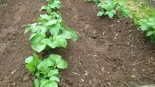 This Simple Method Will INCREASE your Potato Harvests!