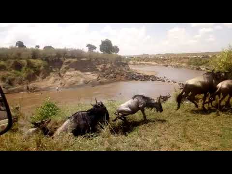 Masai Mara Wildebeest Migration with Skywide Tours and Travel Kenya