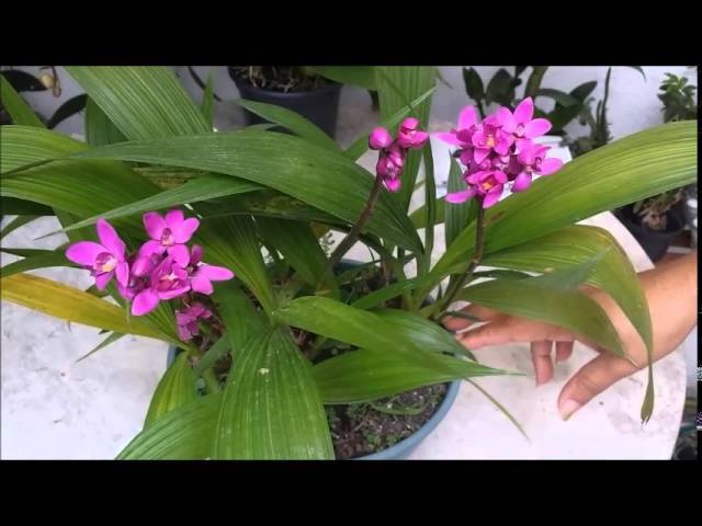 Orquídea Grapete - thptnganamst.edu.vn