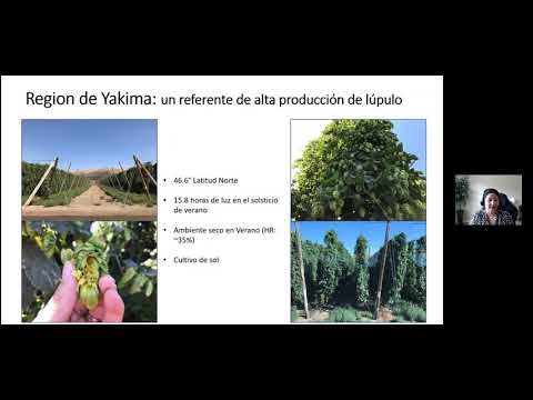 Video: Plantación complementaria con lúpulo: qué plantar y qué no plantar cerca del lúpulo