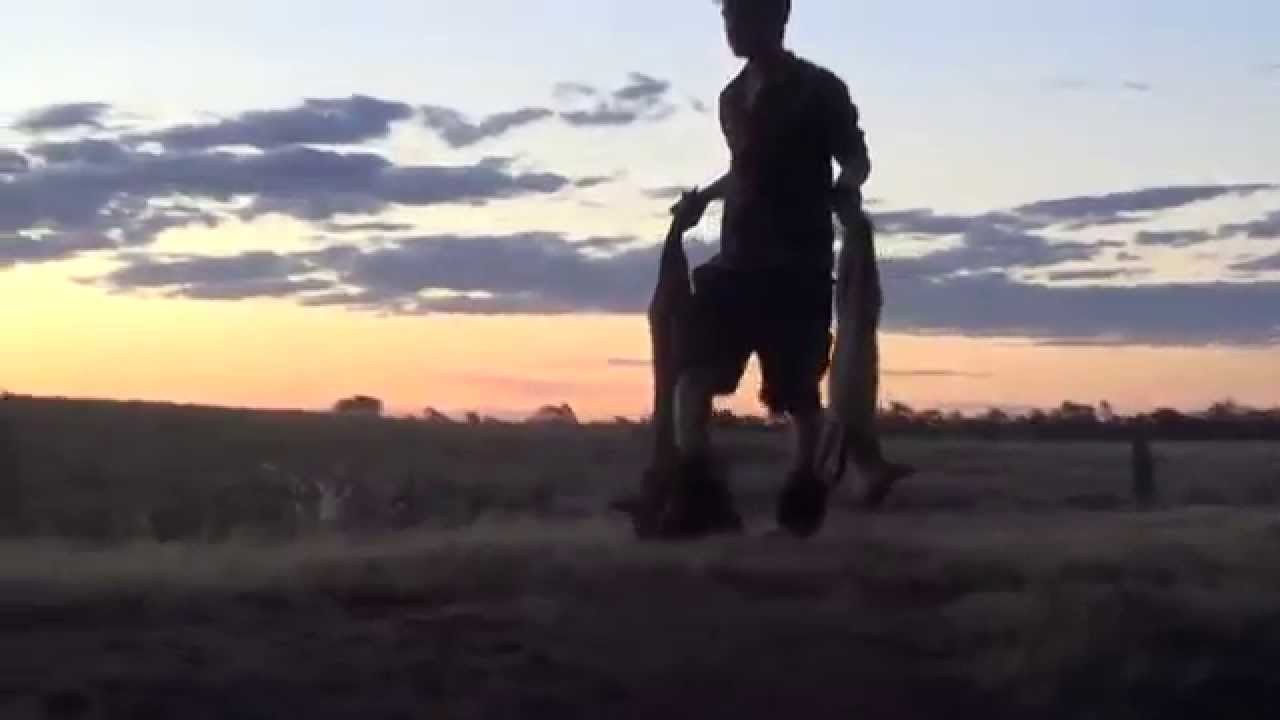 Fox Whistling Australia - 2 Redcoats down - Apex Fox Whistles