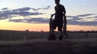 Fox Whistling Australia - 2 Redcoats down - Apex Fox Whistles