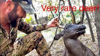 Super RARE Deer Shot!  (Melanistic Whitetail) | HD