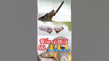 Cụ rùa Hồ gươm xuất hiện / Chuyện lạ thế gian. #shorts  Trọng Tâm Vlogs