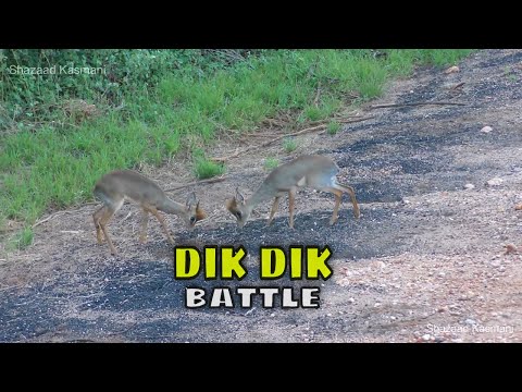 Epic Dik Dik Battle