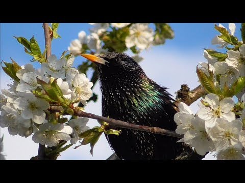 The song of the Starlings, perfect imitation of other animals