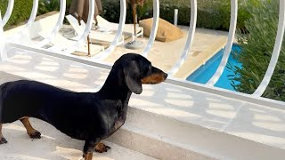 On Holiday with 3 Dachshunds New Holiday Home