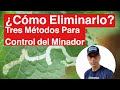 Minadores de las Hojas “Cómo Eliminarlos” (Pregunta de la Semana #16)